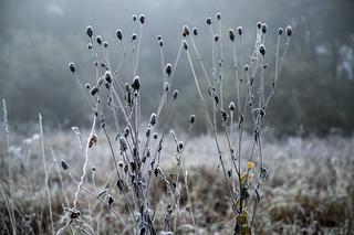 Poranne przymrozki w Przemyślu w obiektywie. Zobaczcie zdjęcia 