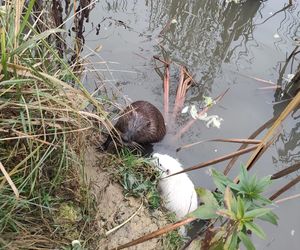 Inwazyjny gatunek gryzonia rozplenił się w Krakowie. Powoduje poważne szkody