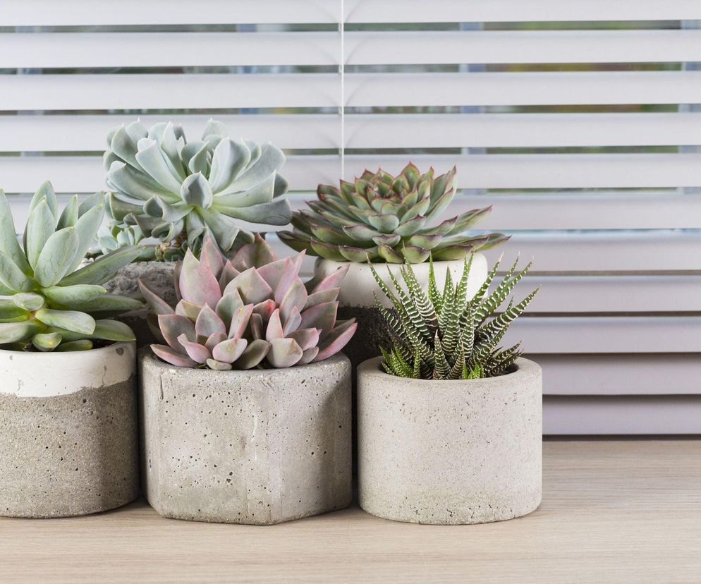 Odkryj sekrety uprawy sukulentów w doniczkach!