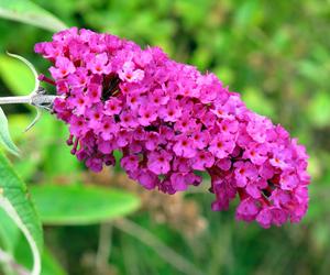 Budleja Dawida (Buddleja davidii) 