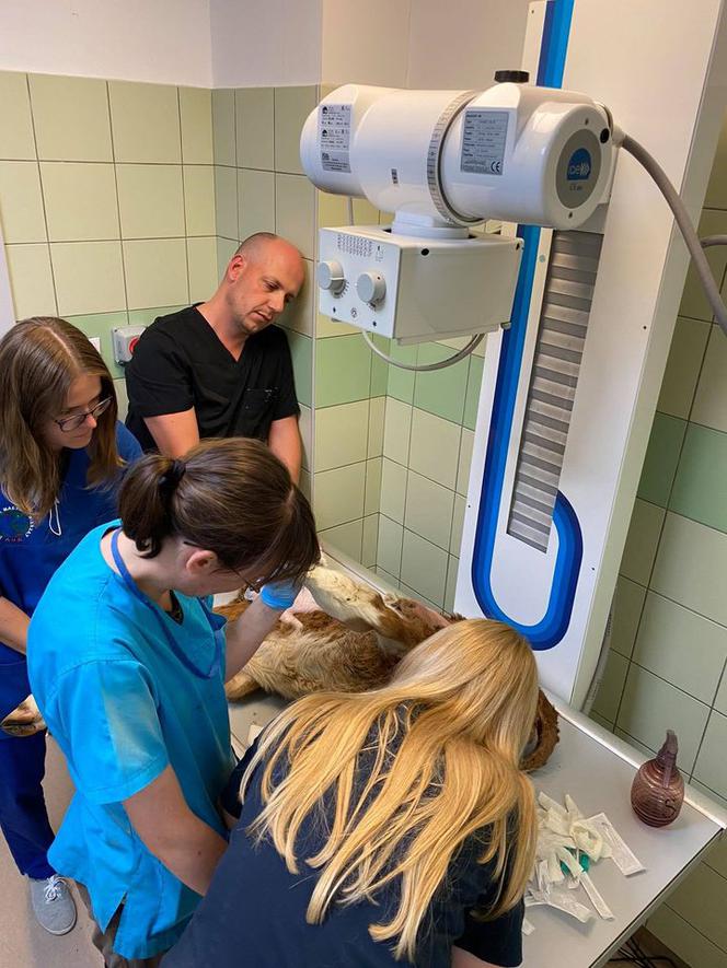 Cielak Pawełek musi nauczyć się chodzić [ZDJĘCIA