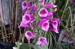 Naparstnica purpurowa