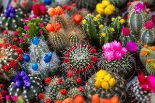 Kaktusy w doniczkach