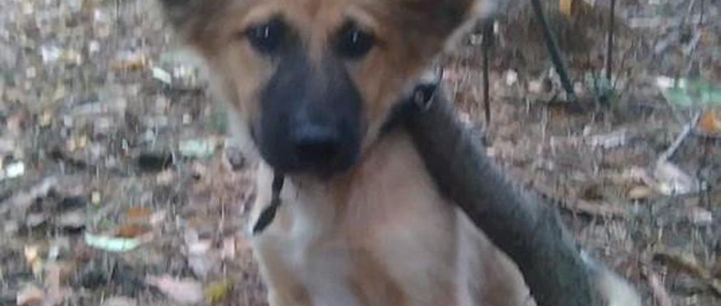 Nieludzki pan przywiązał mnie w lesie