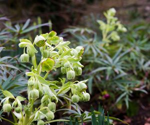 Ciemiernik cuchnący