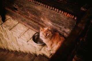 Najbardziej znany bieszczadzki kot Imbir odszedł. Podbijał serca turystów 