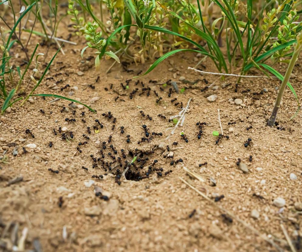 Sposób na mrówki w ogrodzie 