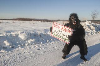 Goryl z kurczakiem przegnali myśliwych