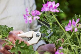 Żółknięcie liści pelargonii [Porada eksperta]