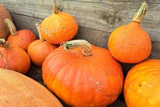 Święto Dyni Rzuchowa 2022