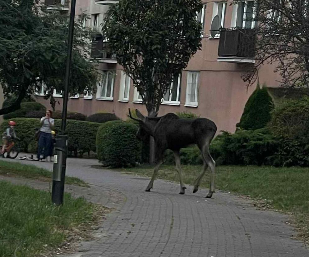 Łoś w Lublinie