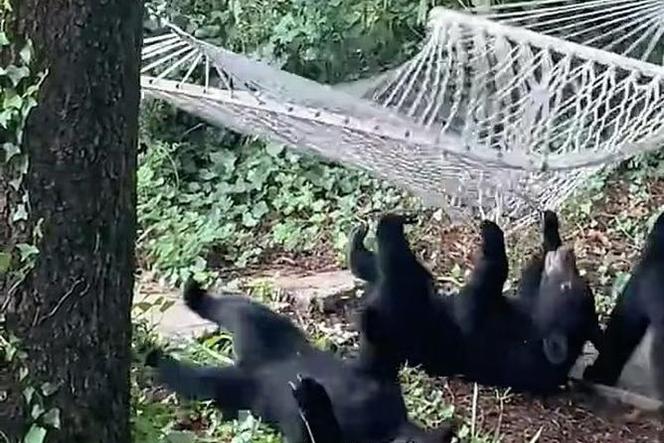 Młode niedźwiedzie chcą się położyć w hamaku