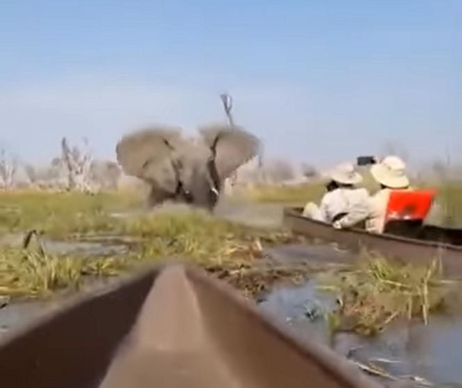 Horror na wakacjach. Zaatakowały ich słonie, wpadli do rzeki pełnej krokodyli