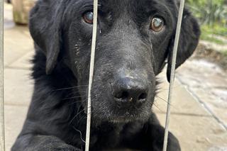 Ślepaczek czeka na dom w schronisku w Zamościu