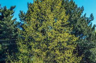 Drzewa kwitnące w czerwcu. 