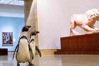 Pingwiny opanowały muzeum