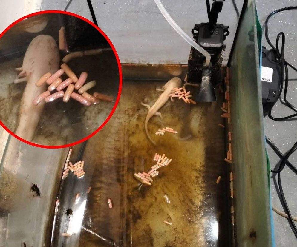Horror w Świętochłowicach. Aksolotl umierał w opuszczonym mieszkaniu