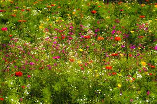 Łąki kwietne w Białymstoku. Mieszkańcy pokochali zastąpienie trawników kwiatami [ZDJĘCIA]