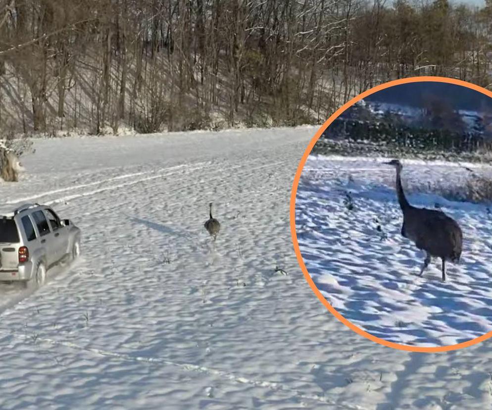 Gonili strusia dronem i czterema samochodami. Nieuchwytny ptak poczuł zew wolności