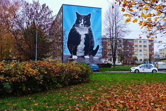 Mural z kotem Gackiem już odsłonięty