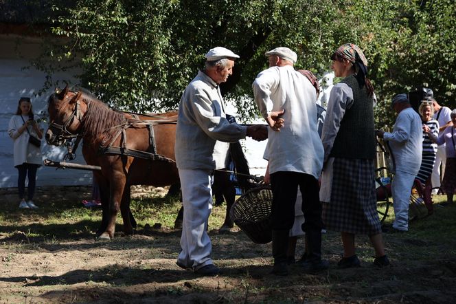 W skansenie w Lublinie pokazali, jak dawniej wyglądały wykopki kartoflane