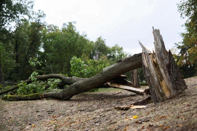 Park wilanowski zamknięty po burzy w Warszawie