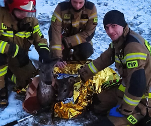 Strażacy z Żor uratowali topiące się sarny