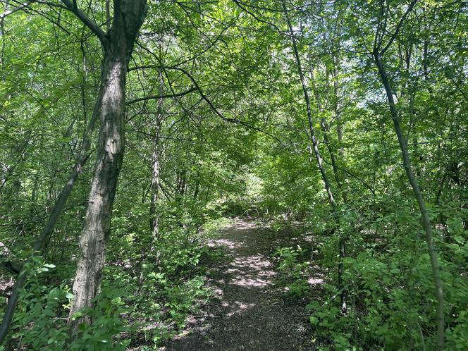 Najdłuższy park w Polsce jest w Krakowie. Ledwo widać go na mapach, a jest pełen atrakcji