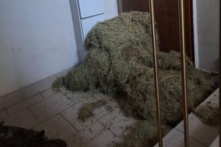 Sucha trawa pod drzwiami sąsiada! Nietypowy konflikt w Bydgoszczy przybiera na sile. To dziecinada!