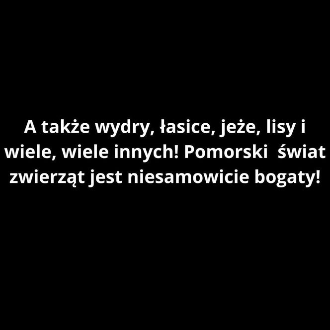 Warto zainteresować się zwierzętami, które żyją na Pomorzu! 