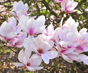 Festiwal Hanami w Powsinie. Celebruj wiosnę w japońskim stylu 