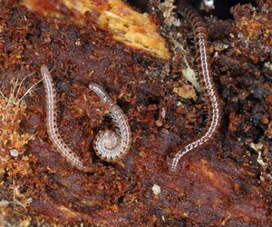 Krocionóg krwawoplamy (Blaniulus guttulatus)