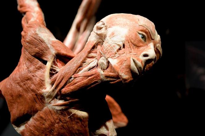 Kontrowersyjna wystawa Body Worlds wraca do Katowic. Zobaczymy ją w galerii Szyb Wilson