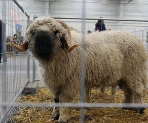 ZooPark ponownie przyciągnął do Targów Lublin tłumy miłośników zwierząt
