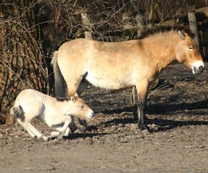 Warszawskie zoo ma nowego mieszkańca. To trzecie dziecko Primy i Larsa