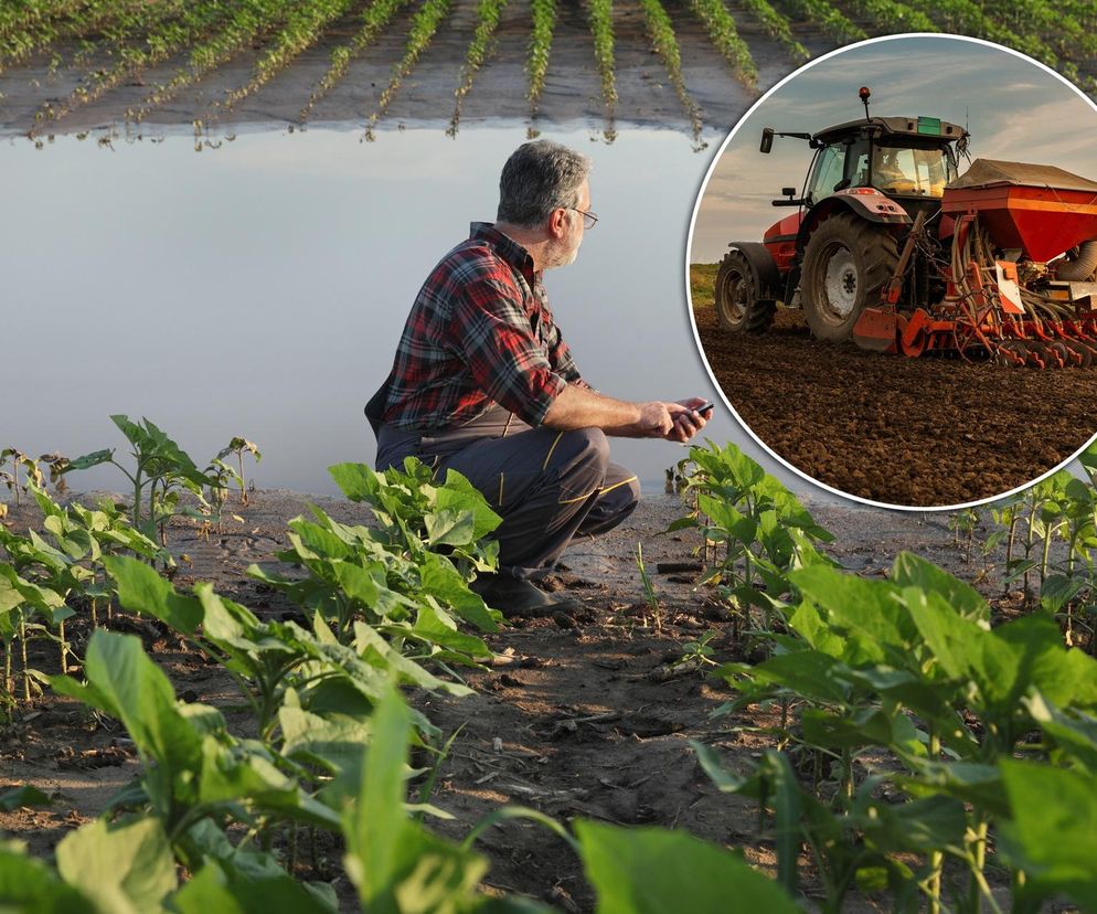 Ulewy i przymrozki zniszczyły uprawy. Rolnicy są załamani. To walka z pogodą
