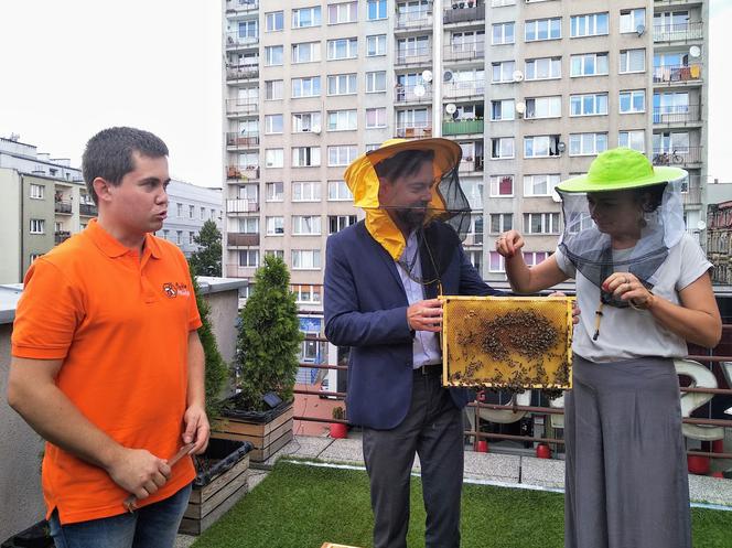 Pszczoły z Chorzowa. Około 100 tys. sztuk w samym centrum miasta