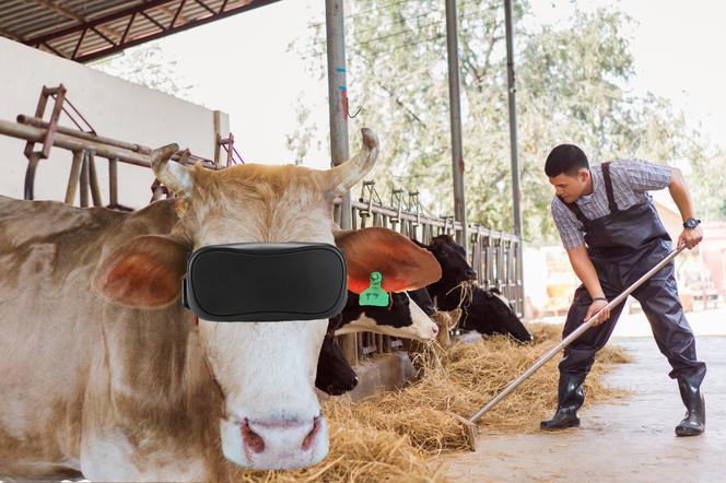 Te krowy mogą czuć się jak w kinie 3D. Pasą się w goglach VR i dają mnóstwo mleka!