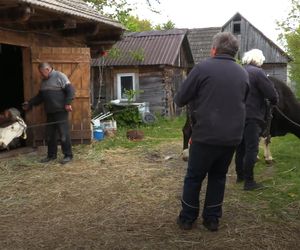 Rolnicy. Podlasie. Gienek i Andrzej z Plutycz próbują zapanować nad krowami