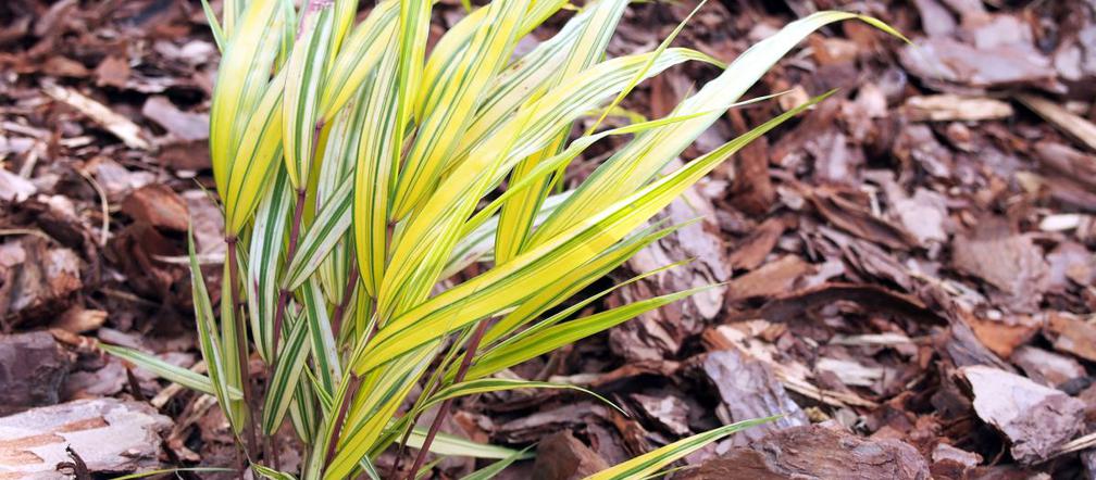 Hakonechloa smukła 