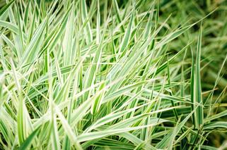 Mozga trzcinowata – ozdobna trawa do ogrodu, łąk i terenów uprzemysłowionych