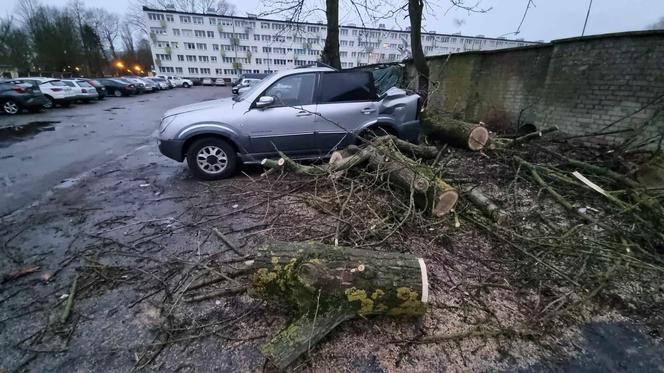 Powalone drzewa uszkodziły zaparkowane samochody