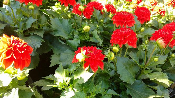 Chorzów: Kwiaty, zioła i dodatki do ogrodu. W Parku Śląskim trwa Święto Kwiatów [ZDJĘCIA]