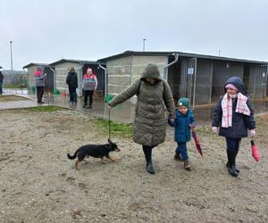 Bieg z seniorkiem - akcja schroniska w Hnerykowie dla podopiecznych psów