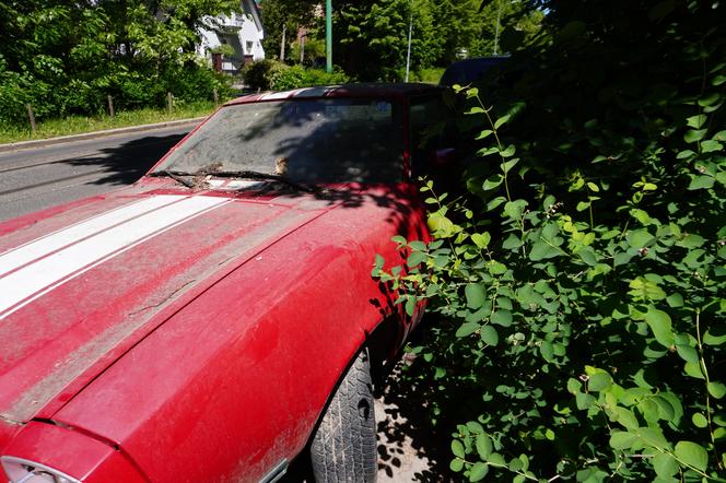 Porucony Ford Mustang przy ulicy Wołyńskiej w Poznaniu