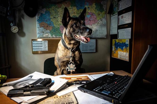 Pies Nero z olsztyńskiej policji