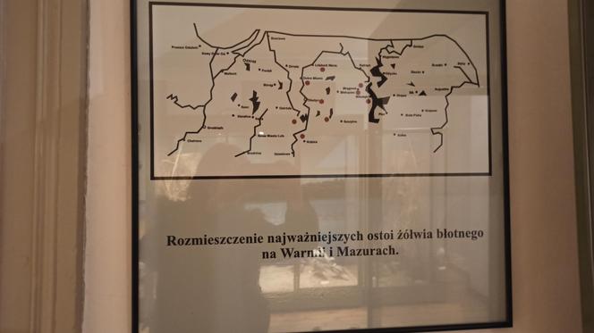 Muzeum Przyrody w Olsztynie. Poznajcie faunę oraz florę Warmii i Mazur