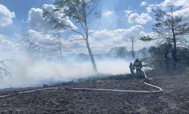 Pożar lasu w Miasteczku Śląskim.