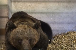 Z piekła do azylu! Uratowana niedźwiedzica Poca zaczyna nowe życie w Poznaniu