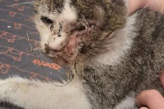 Towarzystwo Przyjaciół Zwierząt Arkadia w Głownie